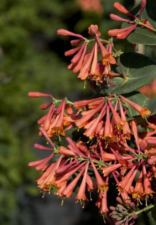Lonicera Dropmore Scarlet 1 gal
