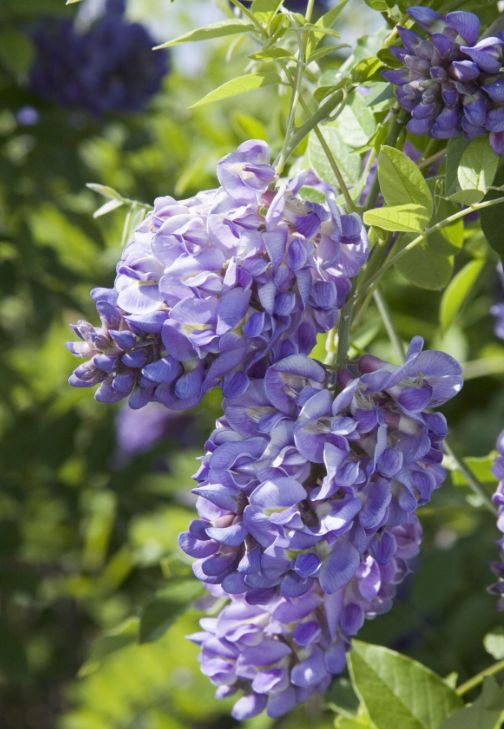 Wisteria Amethyst Falls 2 gal