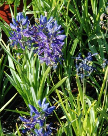 Camassia quamash 4&quot;