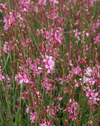 Gaura Siskiyou Pink 4&quot;
