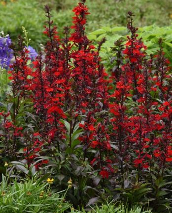 Lobelia Starship Scarlet 1 gal