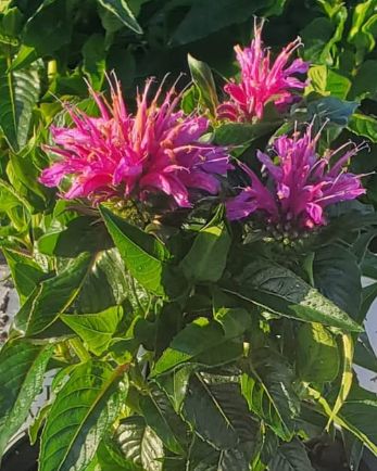 Monarda Pardon my Purple 1 gal