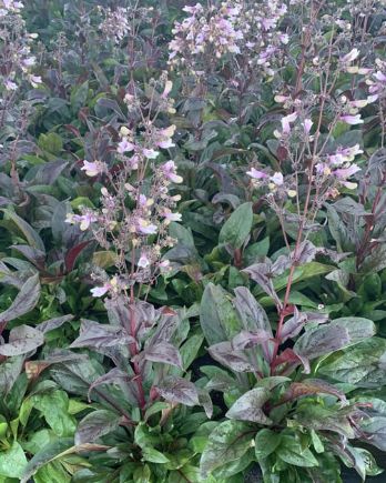 Penstemon Dark Towers 4&quot;