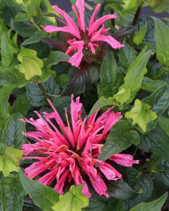Monarda Pardon my Rose 1 gal