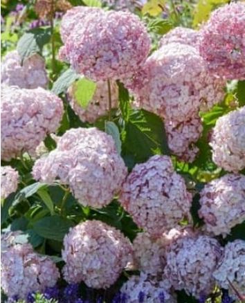Hydrangea Candybelle Bubblegum 2 gal