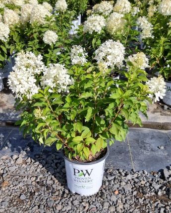 Hydrangea Puffer Fish 2 gal