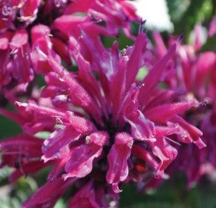 Monarda Marje purple Qt