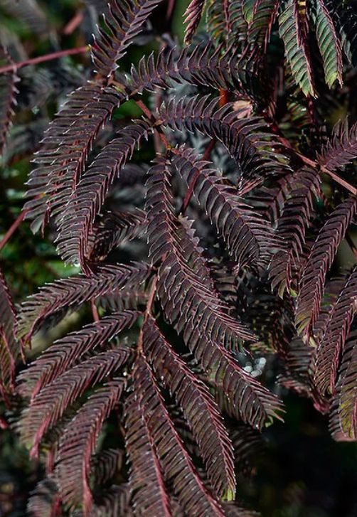 Albizia Chocolate Fountain 5 gal