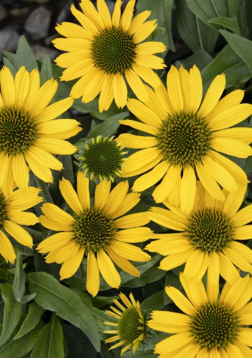Echinacea Kismet Yellow 1 gal