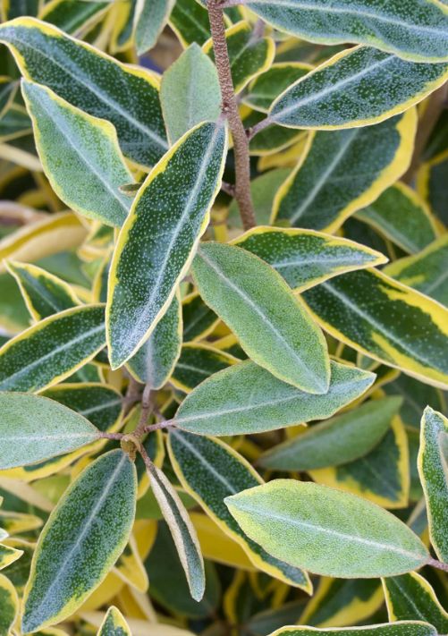 Elaeagnus Gilt Edge 1 gal