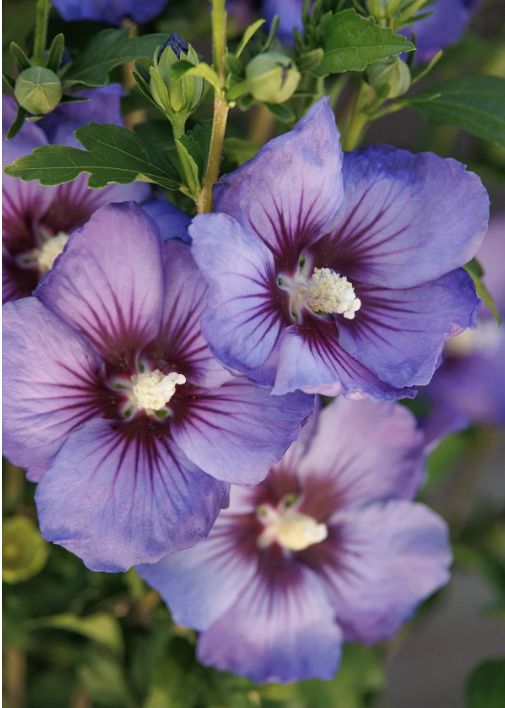 Hibiscus Chateau de Versailles 2 gal