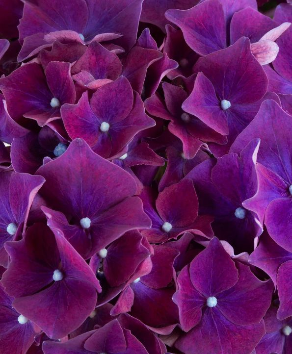 Hydrangea Hi Fire 2 gal