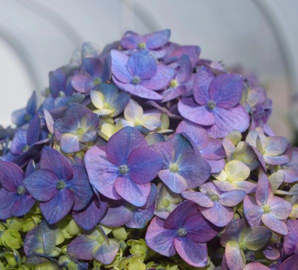 Hydrangea Pebble Beach 2 gal