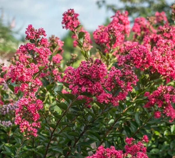 Lagerstroemia Bellini Raspberry 2 gal