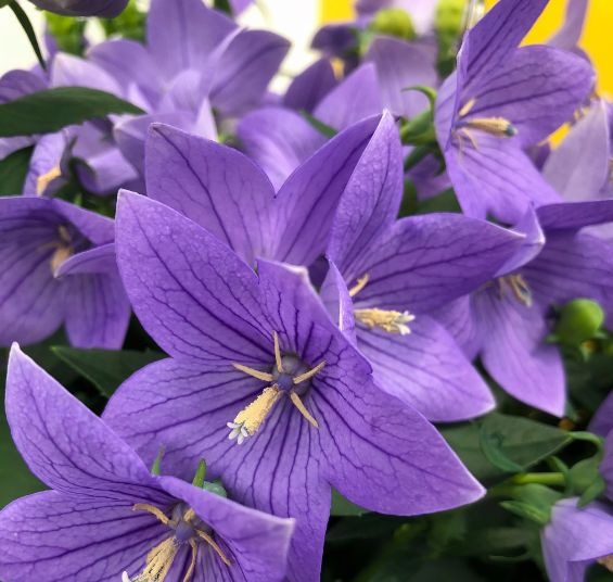 Balloon Flower Twinkle Blue 1 gal