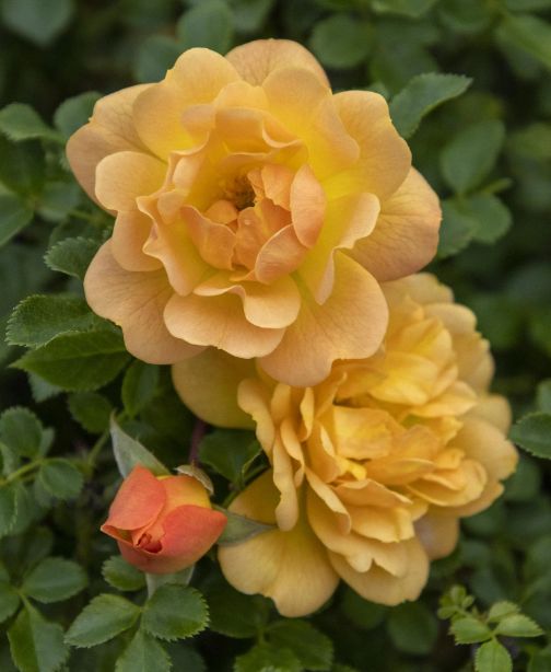 Rose Itsy Bitsy Peach 5 gal