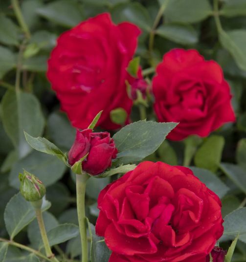 Rose Nitty Gritty Red 5 gal