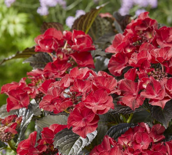 Hydrangea Tuxedo Black Tie 2 gal