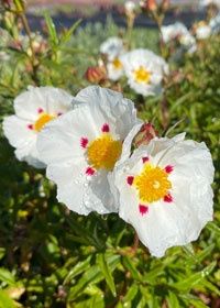 Cistus Jenkyn Place 1 gal