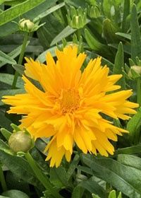 Coreopsis Double the Sun 1 gal