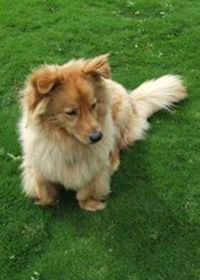 Dog Tuff Grass 4&quot;