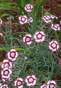 Dianthus Raspberry Swirl Qt