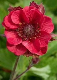Geum Flames of Passion Qt