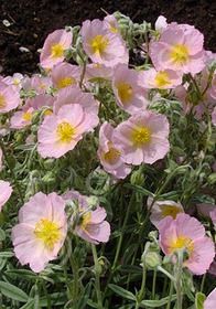 Sunrose Wisley Pink 4&quot;