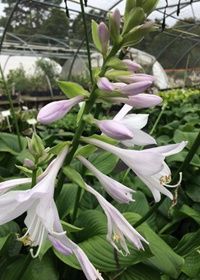 Hosta Honeybells 1 gal