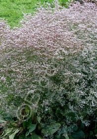 Limonium Blue Diamond 4&quot;