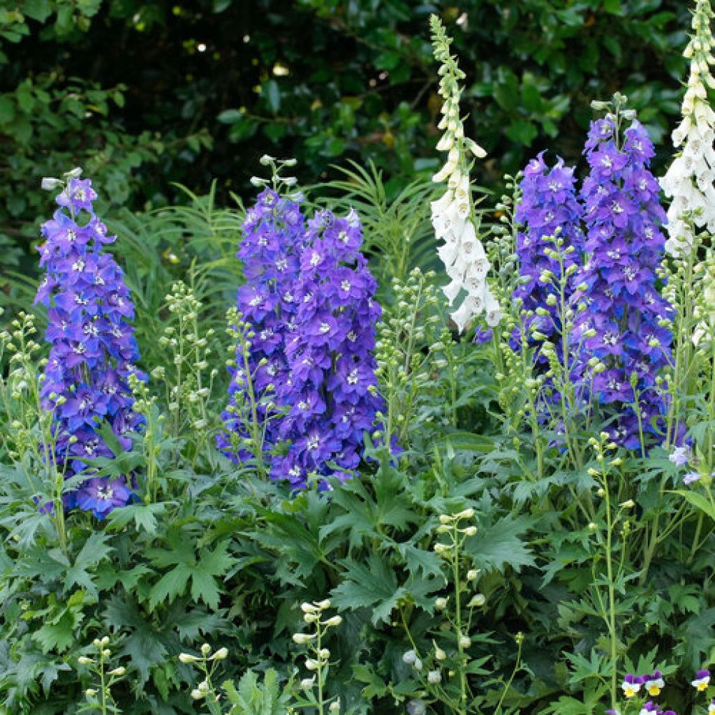 Delphinium Glitzy 1 gal