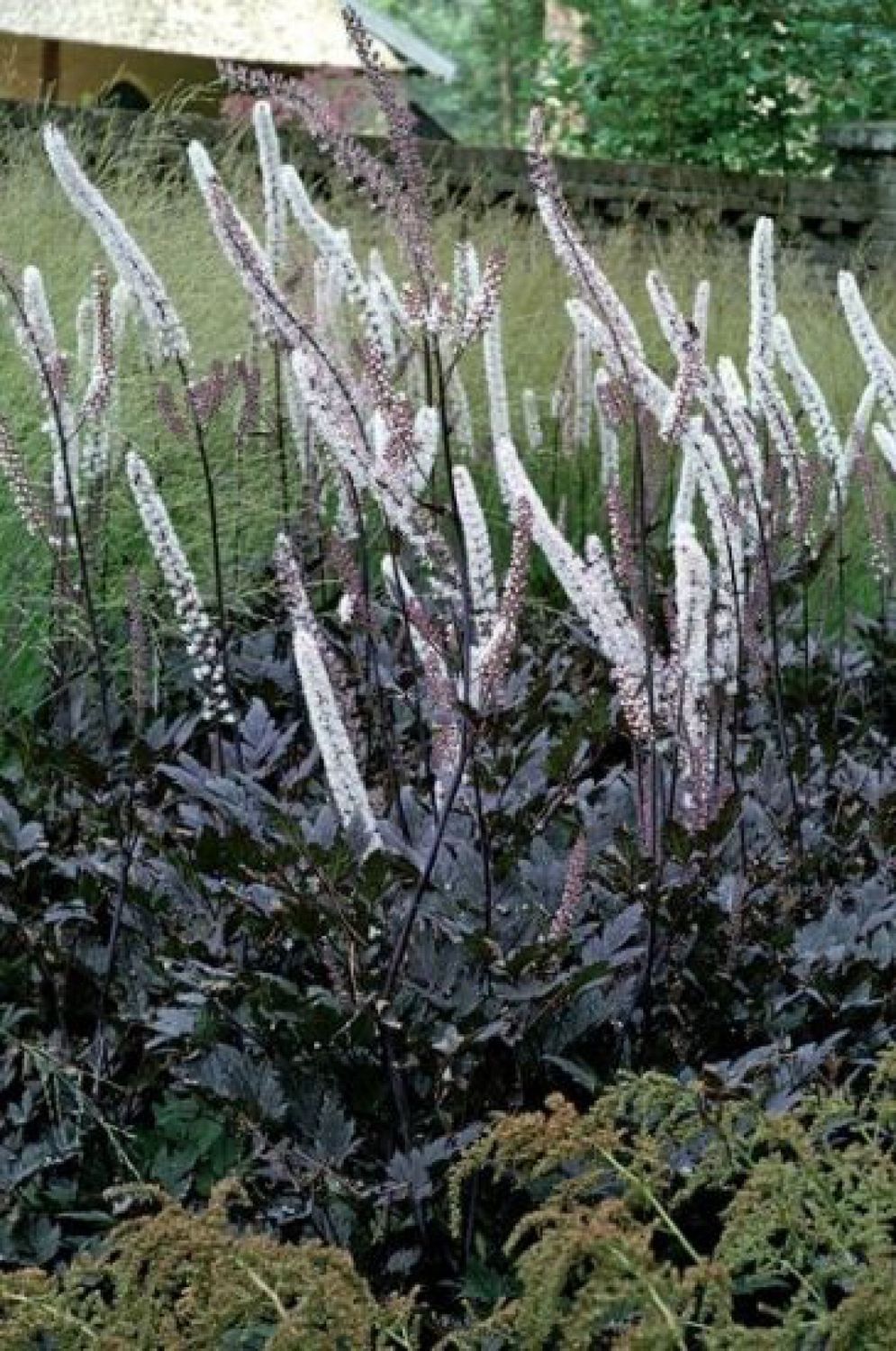Actaea Brunette 1 gal