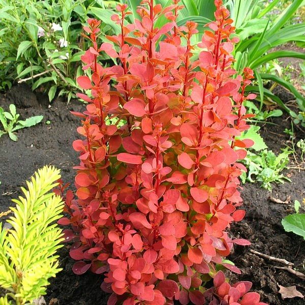 Barberry Orange Rocket 1 gal