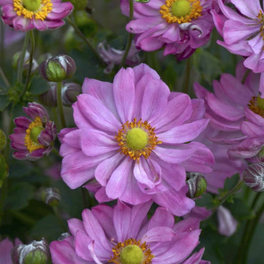 Anemone Call Me Pink Qt