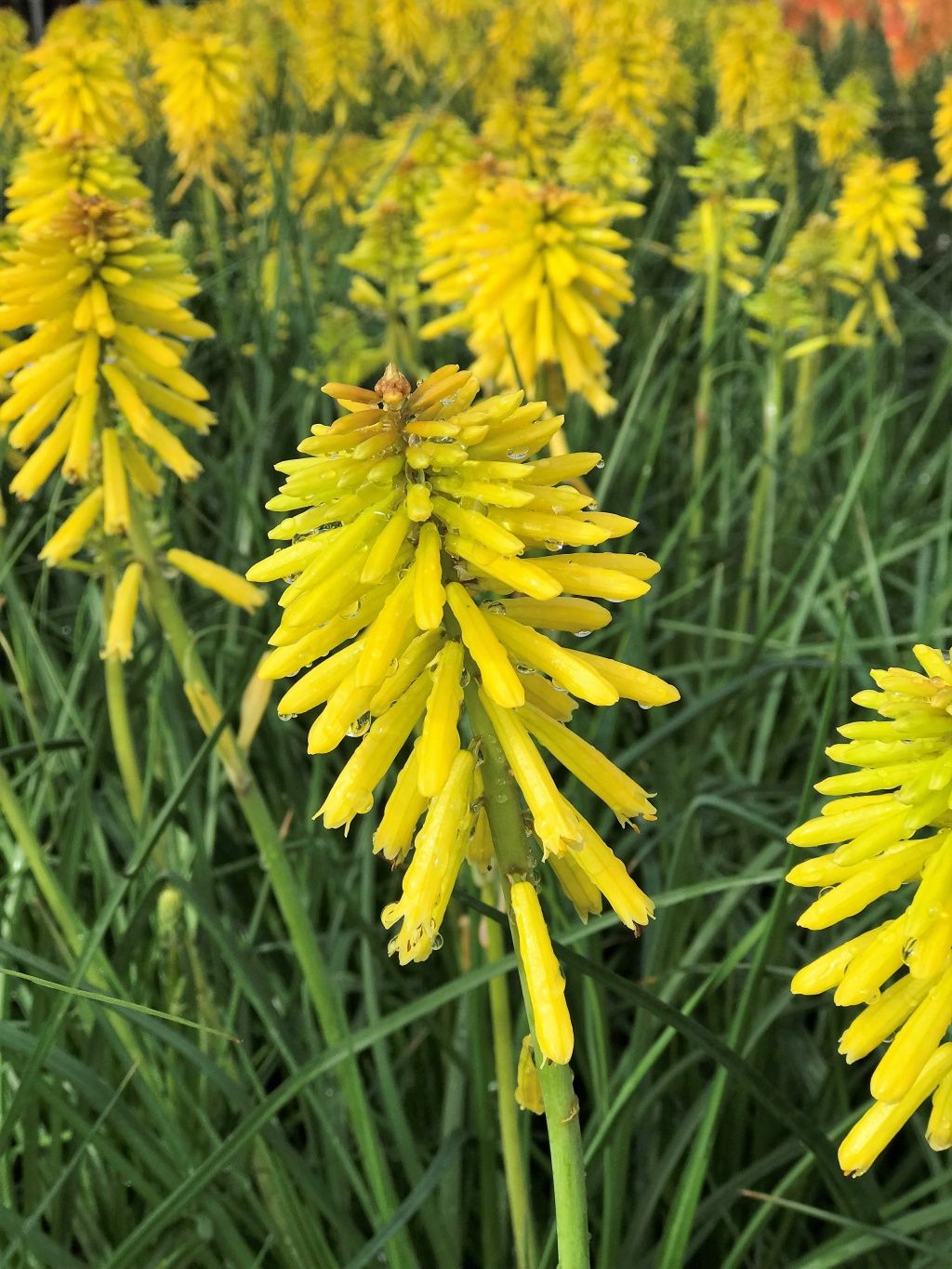 Kniphofia Banana Popsicle 1 gal