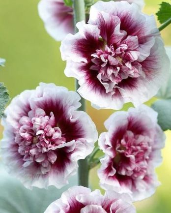 Alcea Creme de Cassis 4&quot;