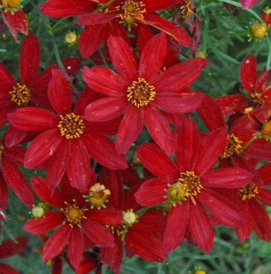 Coreopsis Sizzle hot paprika 1 gal
