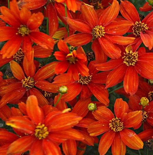 Coreopsis Sizzle Crazy Cayenne 1 gal