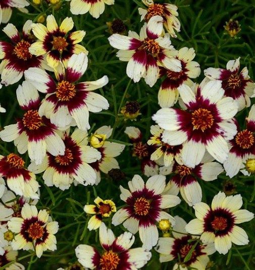 Coreopsis Red Hot Vanilla 1 gal