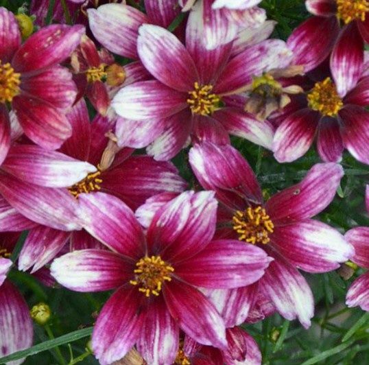 Coreopsis Zesty Zinger 1 gal