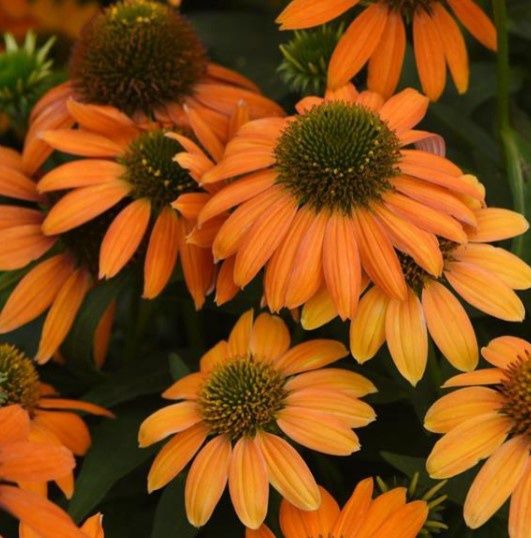 Echinacea Soft Oragne 1 gal