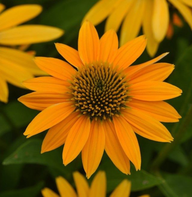 Echinacea Yellow Ombre 1 gal