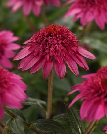 Echinacea Watermelon Qt