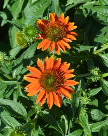 Echinacea Sombrero Orange Qt