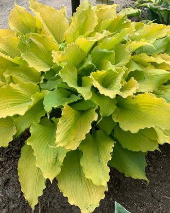 Hosta Echo the Sun 1 gal