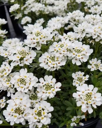 Iberis Alexanders White 4"
