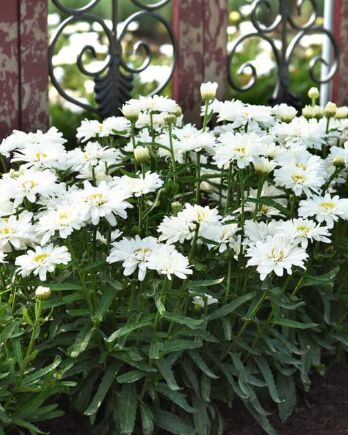 Shasta Make My Daisy Crazy 1 gal