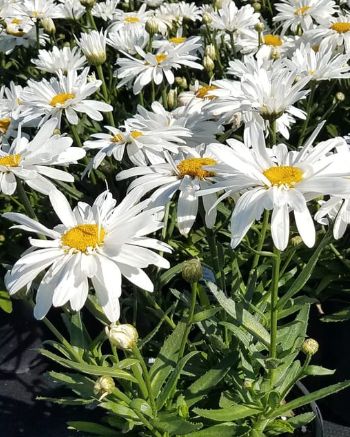 Shasta Daisy Snow Cap 4&quot;