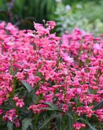 Penstemon Pink Pearls 1 gal