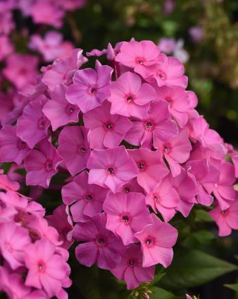 Phlox Balsukapin Pink 1 gal